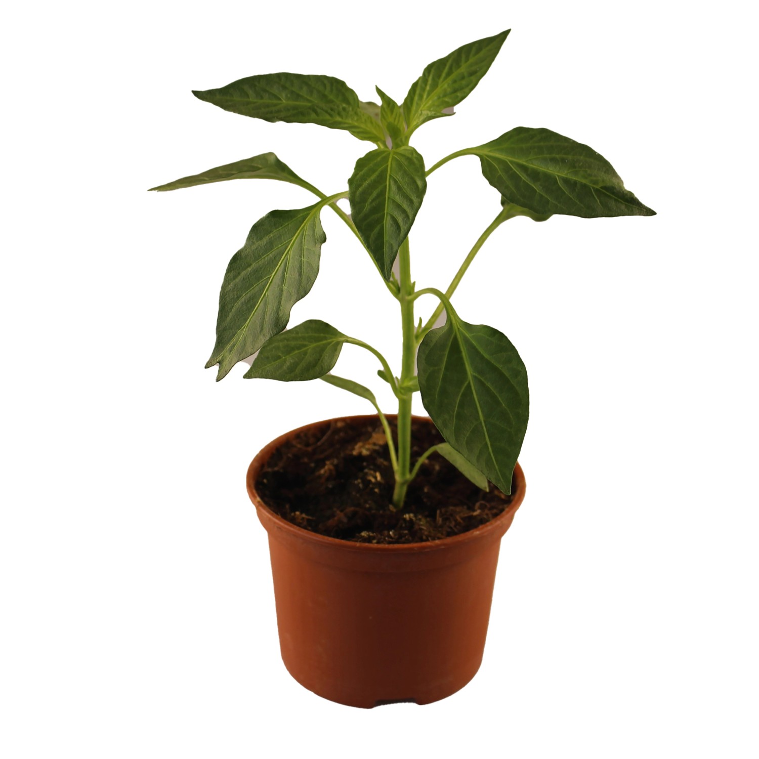 Pottburri Peperoni TopfØ ca. 13 cm kaufen bei OBI