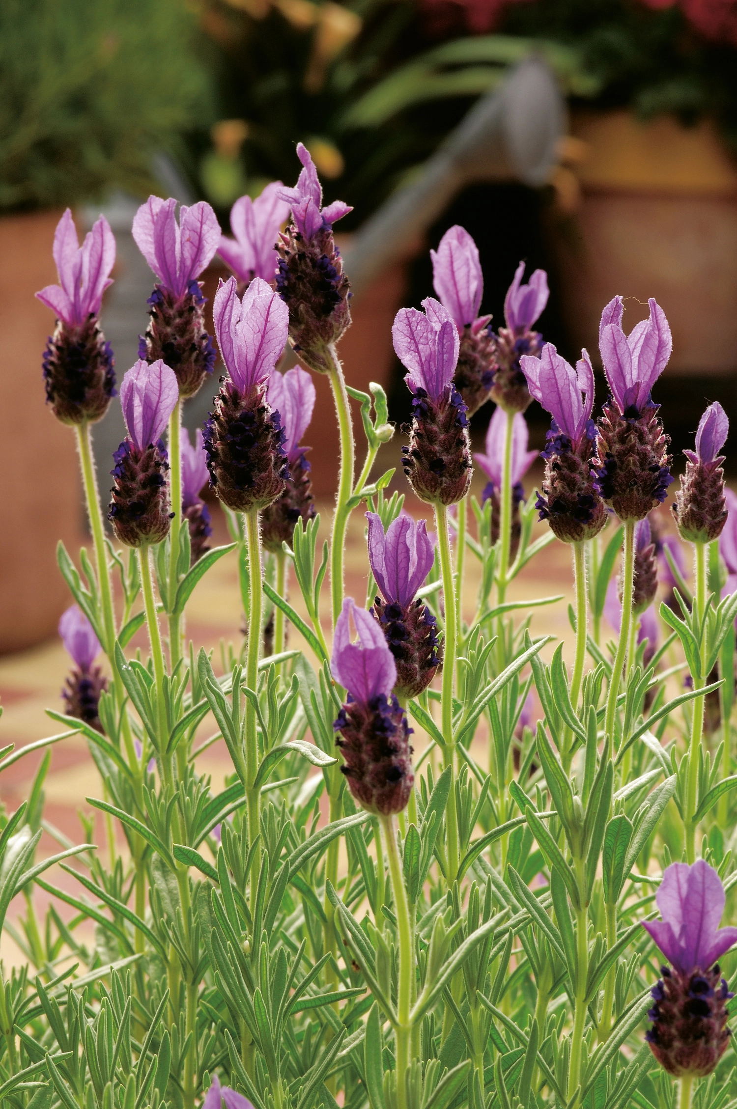 OBI Lavendel "Anouk" im ZinkÜbertopf TopfØ ca. 19 cm Lavandula