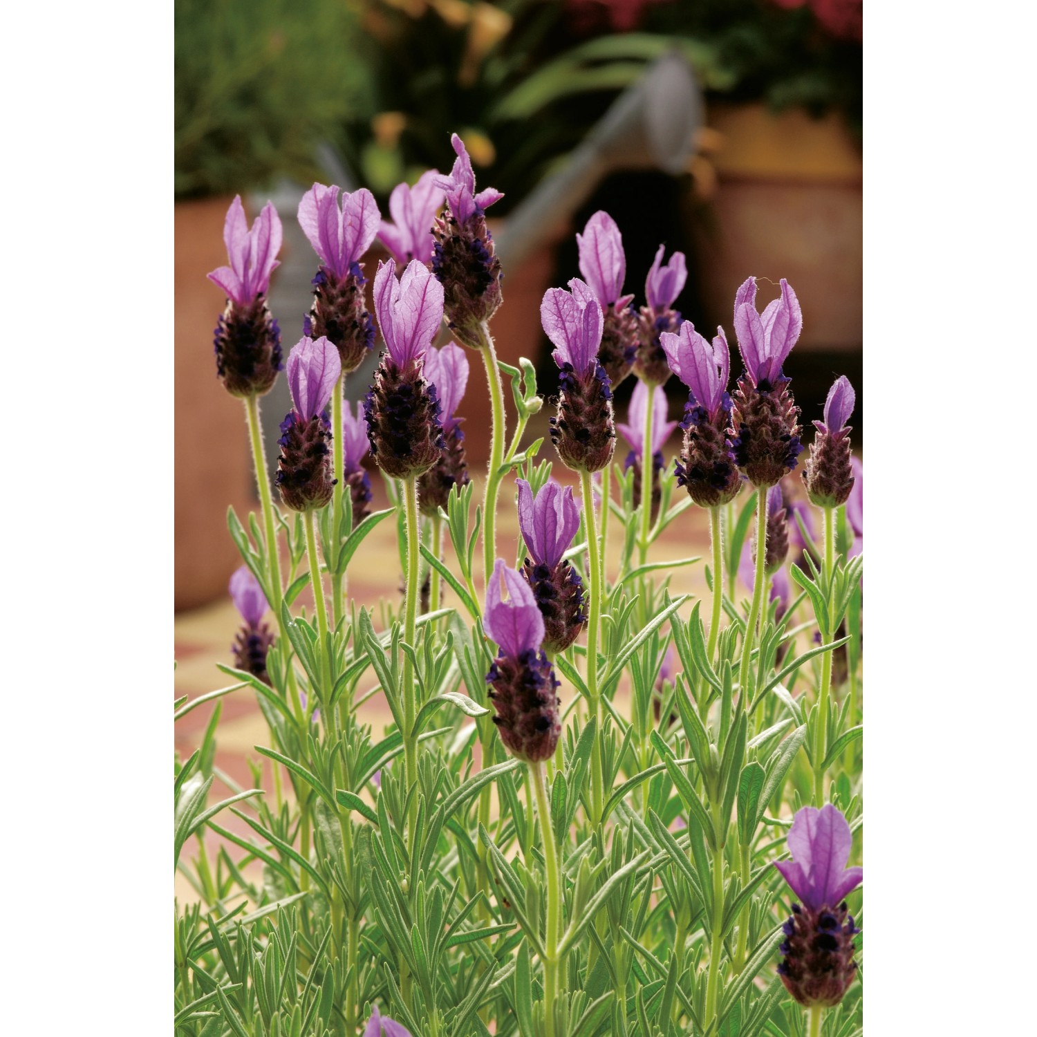 Foto von GROW by OBI Schopflavendel "Anouk Dark Purple", ca. 20 cm hoch, mit dunkelvioletten Blüten.