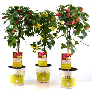 Schönmalve Stämmchen in verschiedenen Farben, ca. 65 cm hoch, im Topf. Blühende Kübelpflanze für Balkon und Terrasse.