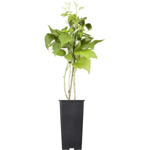 GROW by OBI Bio Himbeere "TwoTimer® -Sugana®" Rot Höhe ca. 20-30 cm Topf ca. 2 l