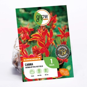 GROW by OBI Canna, grünblättrig, rot-gelb, ca. 100cm hoch. Tropische Blumenzwiebel mit farbenfrohen Blüten.