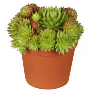 Hauswurz Grün-Rosa im Topf, ca. 9 cm. Sempervivum für Steingärten.