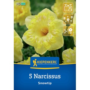 Kiepenkerl Narzisse Snowtip, 5 Stück. Großkronige, gelb-weiße Blumenzwiebel für Beet und Kübel.