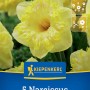 Kiepenkerl Narzisse Snowtip, 5 Stück. Großkronige, gelb-weiße Blumenzwiebel für Beet und Kübel.
