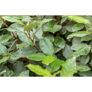 Immergrüne Ölweide 'Compacta' mit silbrig-grünen Blättern, ca. 60 cm hoch.