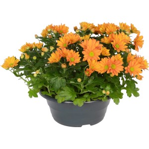 Orange Chrysantheme im Topf, ca. 30 cm hoch, Topf-Ø ca. 23 cm.