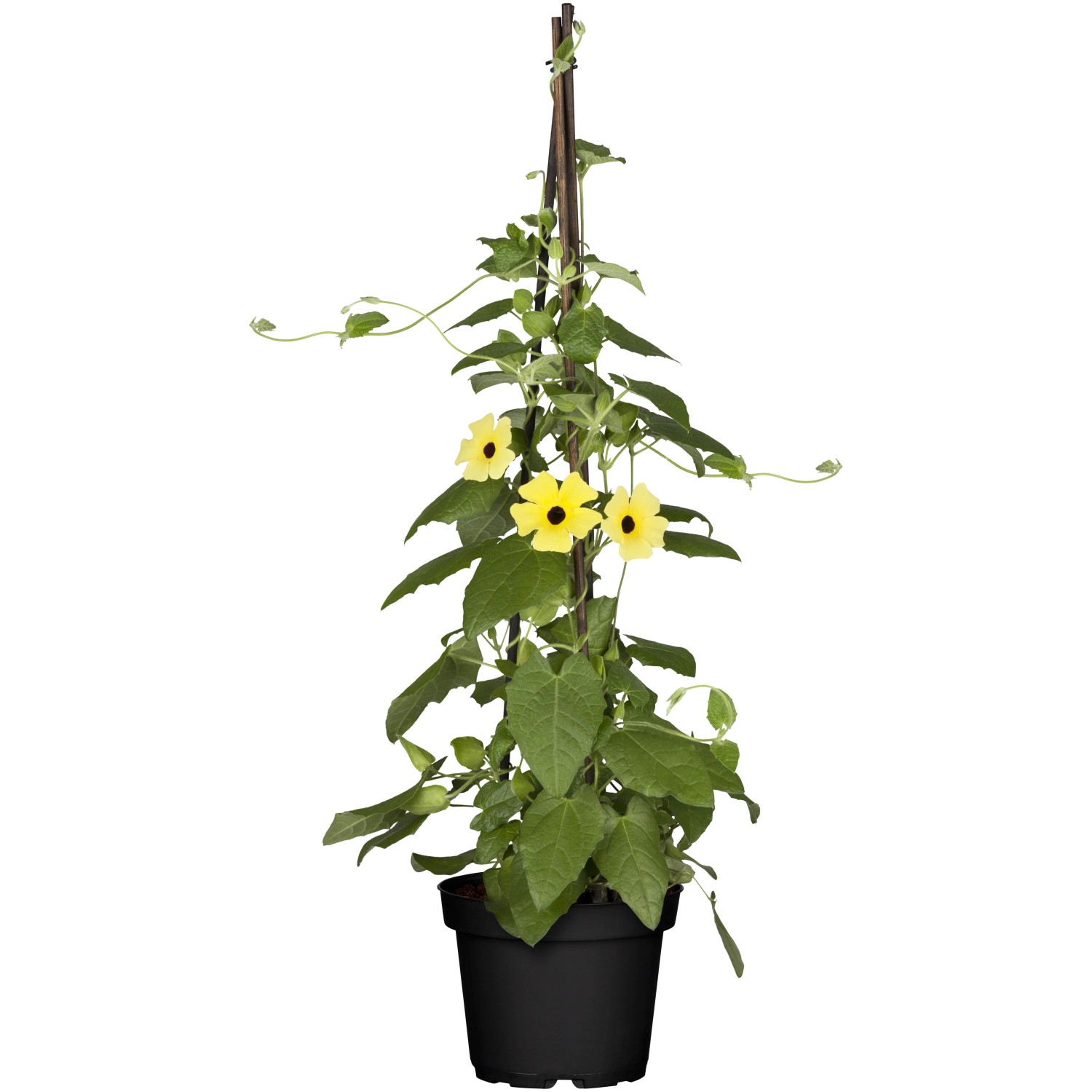 Schwarzugige Susanne Hhe ca. 40 - 50 cm Topf- ca. 17 cmThunbergia kaufen  bei OBI