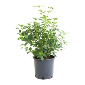 Immergrüner Schneeball 'Eve Price' im 3l Topf, ca. 25cm hoch.