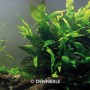 Dennerle Aquariumpflanze Microsorum Pteropus, Javafarn im Aquarium.