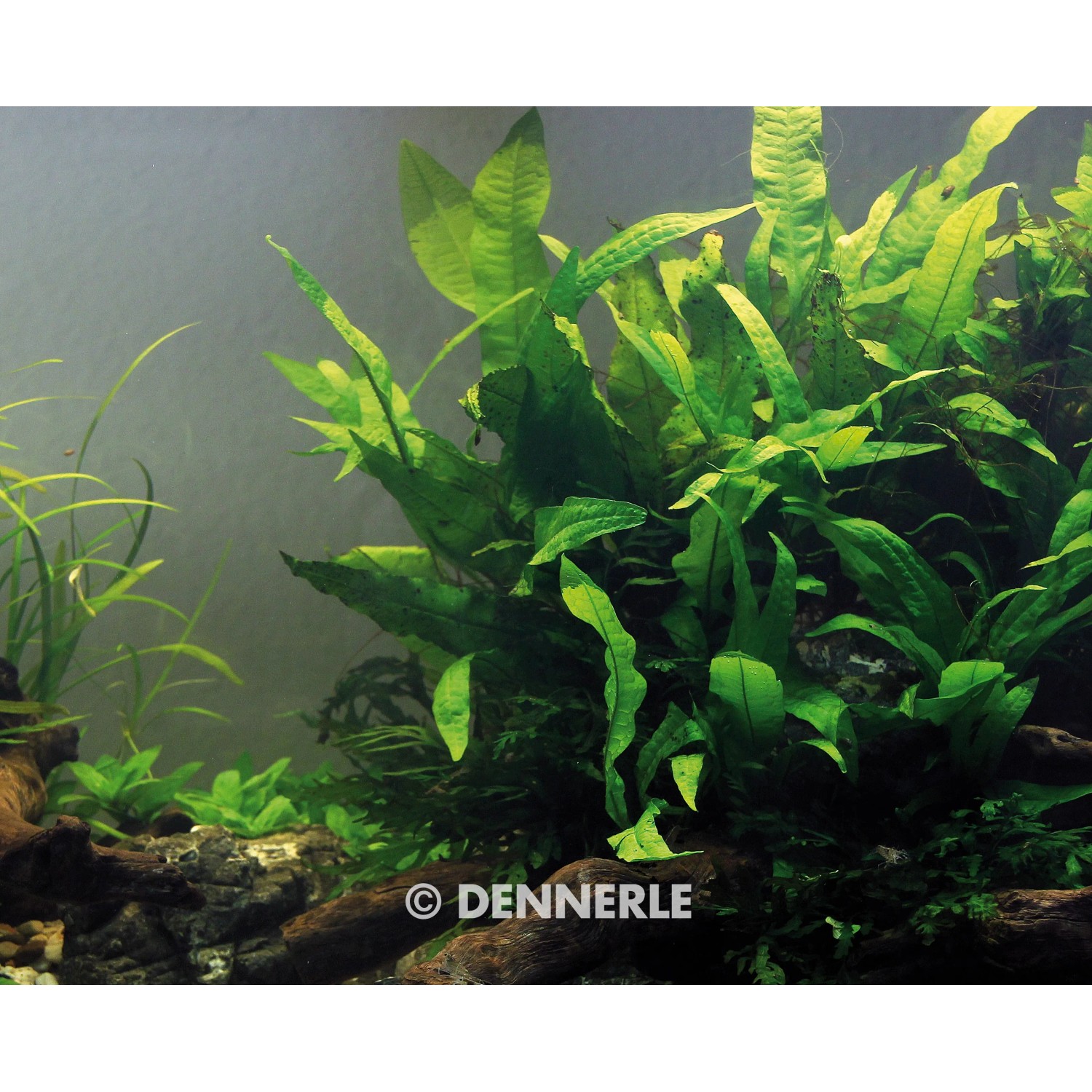 Dennerle Aquariumpflanze Microsorum Pteropus, Javafarn im Aquarium.
