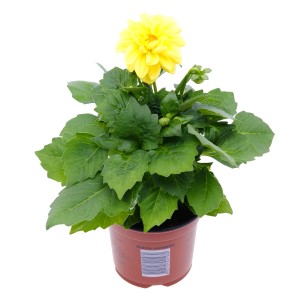 Gelbe Dahlie im Topf (Topf-Ø ca. 10,5 cm). Dekorative Staude für Balkon, Terrasse und Garten.