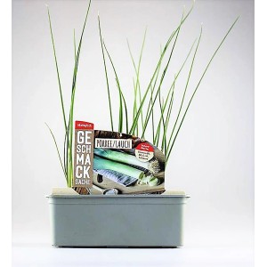 Porree (Lauch) 6er Schale in Anzuchtschale. Frisches Fruchtgemüse für den Garten.