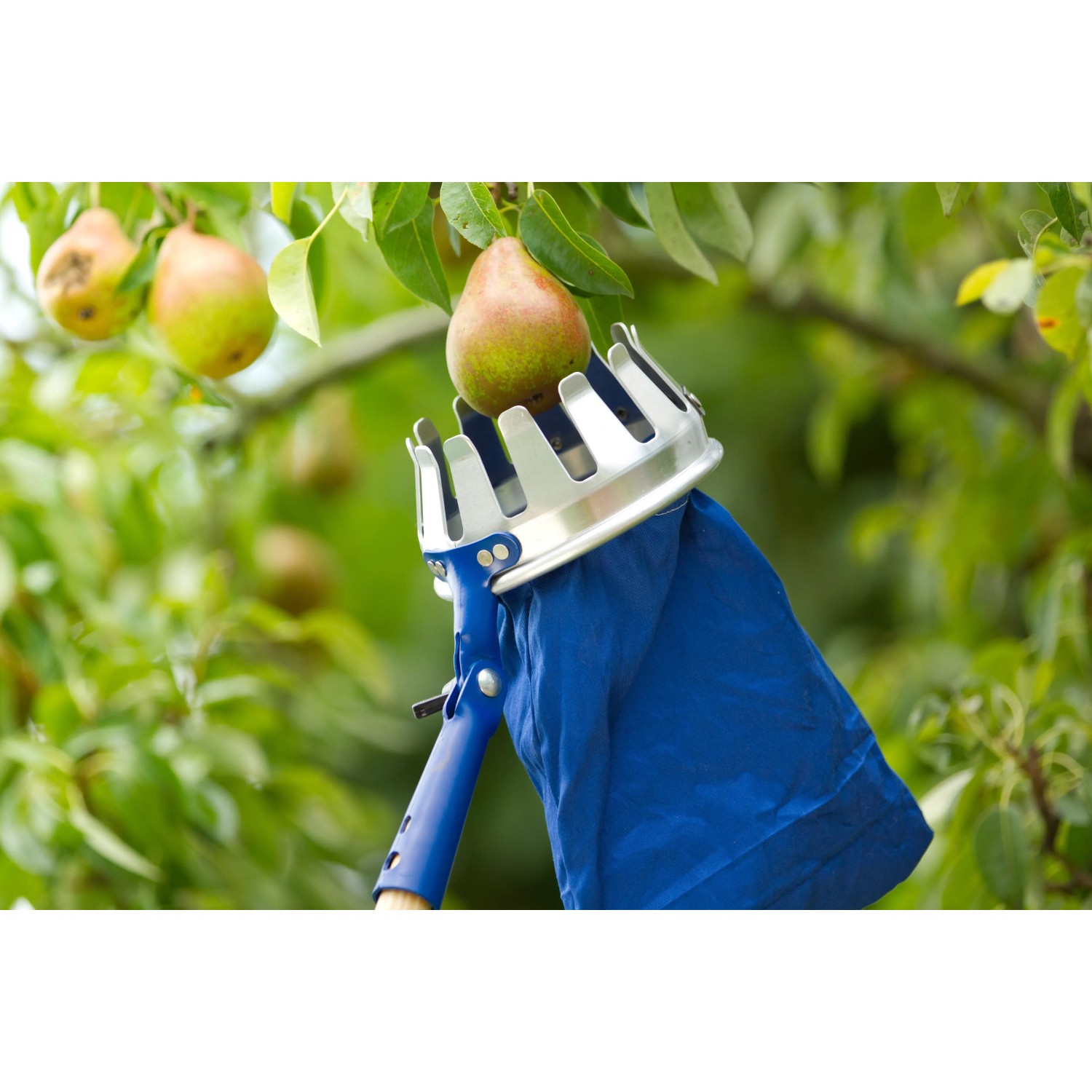 LUX Obstpflücker Classic beim Ernten einer Birne am Baum, Erntehelfer mit blauem Auffangsack.
