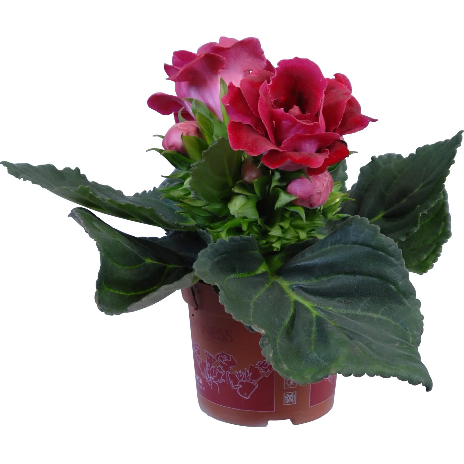 euphorbia milii variegata Euphorbia Milii Variegata | Buy Online - Stunning Variegated Crown of  Thorns | Mygreenscape