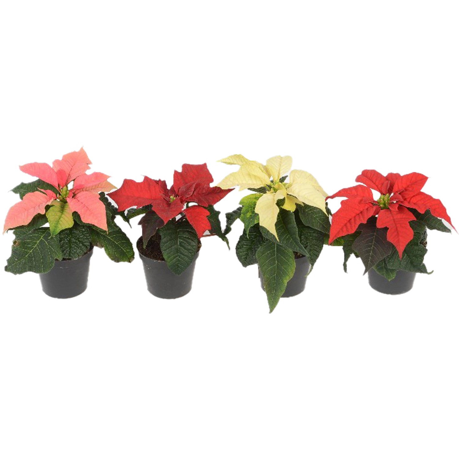 Mini Weihnachtsstern verschiedene Farben Topf- ca. 6 cm Euphorbia  pulcherrima kaufen bei OBI