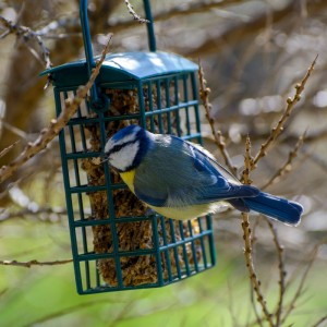 Blaumeise frisst aus grünem Gitter-Futterspender mit Saatenblock. Ideal für Wildvögel und Ganzjahresfütterung.