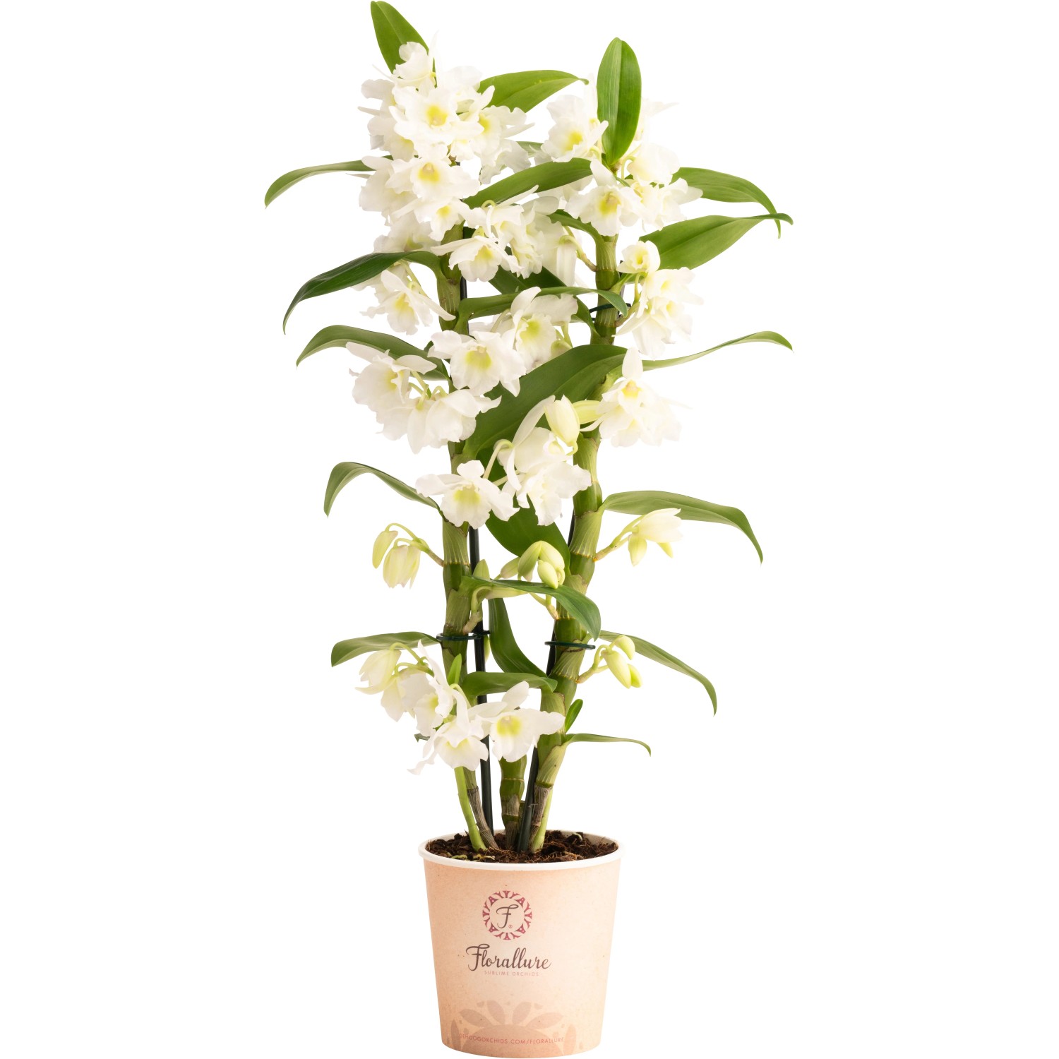 GROW by OBI Bambus-Orchidee in Sorten Hhe ca. 50 cm Topf- ca. 12 cm  kaufen bei OBI