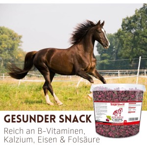 Braunes Pferd galoppiert auf Wiese; daneben Eimer Supravit Rote Beete Chips Pferdeleckerli, reich an Vitaminen.