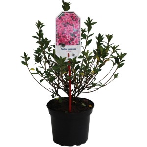 Japanische Azalee 'Silvester Pink' im Topf, ca. 20-25 cm hoch, mit pinkfarbenen Blüten.
