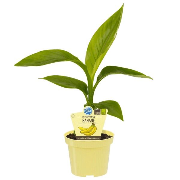 Gemüsepflanze online kaufen bei OBI