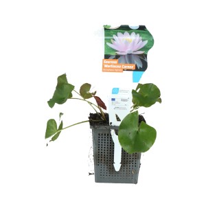 Seerose Carnea Lachs im Topf, grüne Blätter. Teichpflanze für den Gartenteich.