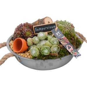 Hauswurz-Trio in Zinkschale (Ø 24cm) mit Deko-Elementen, eine bepflanzte Schale für den Außenbereich.