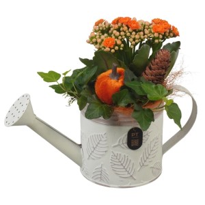 Dekoratives Zimmerpflanzen-Arrangement in cremefarbener Gießkanne mit orangefarbenen Kalanchoe, Efeu, Deko-Kürbis und Tannenzapfen.