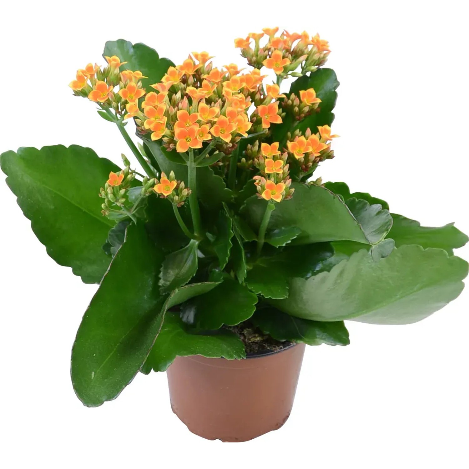 Flammendes Kthchen Orange-Gelb Topf- ca. 10,5 cm Kalanchoe blossfeldiana  kaufen bei OBI