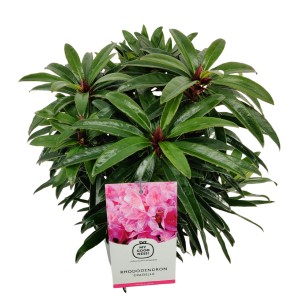 Rhododendron im Topf, ca. 30 cm hoch, mit grünen Blättern und Blütenstand. Kategorie: Rhododendren.