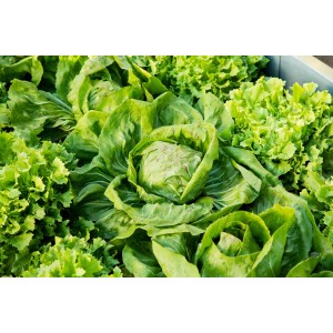 Frischer, grüner Kopfsalat (Lactuca sativa) in 6er Schale. Ideal für knackige Salate.
