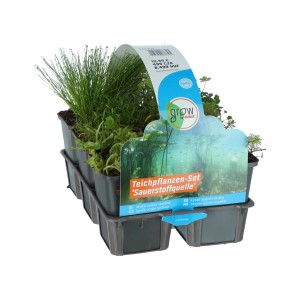 Teichpflanzen-Set Sauerstoffquelle 6er-Pack Topf-Ø ca. 9 cm