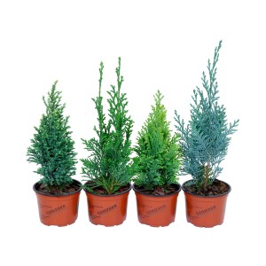 Verschiedenfarbiger Lebensbaum Mix im Topf, winterharte Konifere für Garten & Balkon.