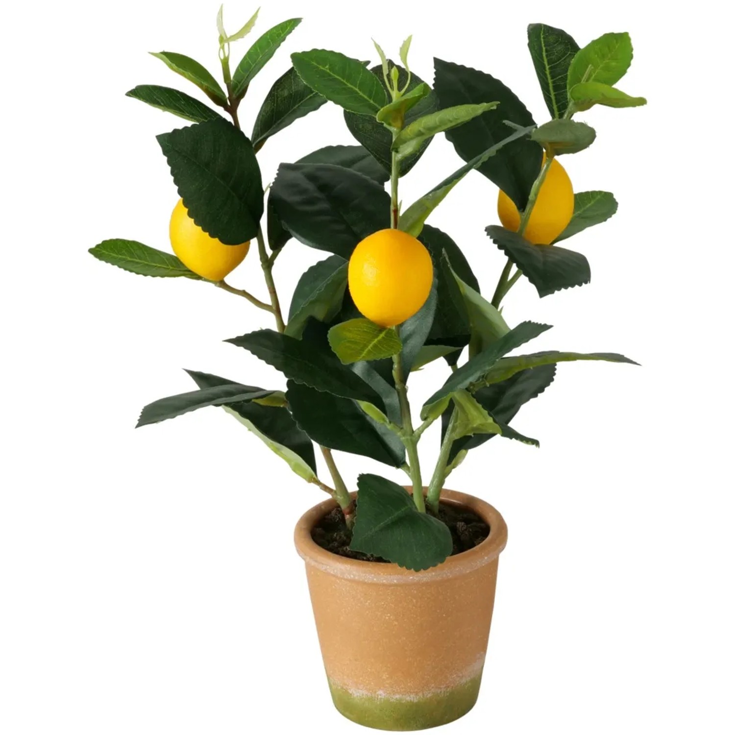 Boltze Topfpflanze Zitrone 32 cm x  22 cm Grn-Gelb kaufen bei OBI