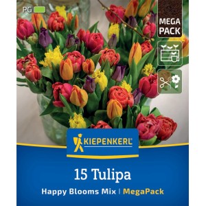 Kiepenkerl Happy Blooms Tulpen Mega Pack mit bunten Tulpenblüten in Rot, Gelb, Orange und Violett.