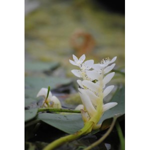 Afrikanische Wasserähre (Aponogeton distachyos) mit weißen Blüten im Topf, Detailaufnahme.