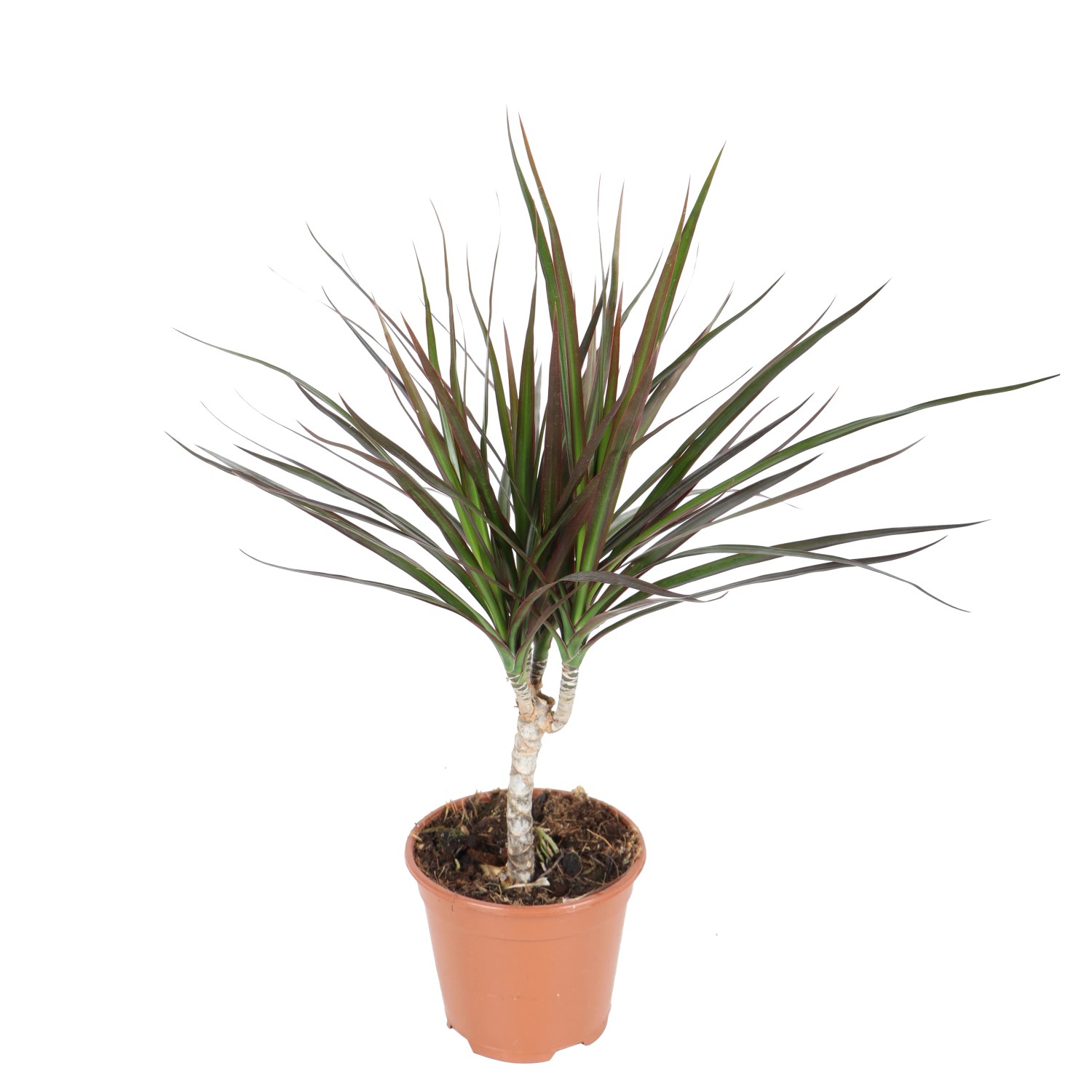 Grünpflanze im Topf, ca. 50-65 cm hoch. Dekorative Zimmerpflanze mit schlanken, grünen Blättern.