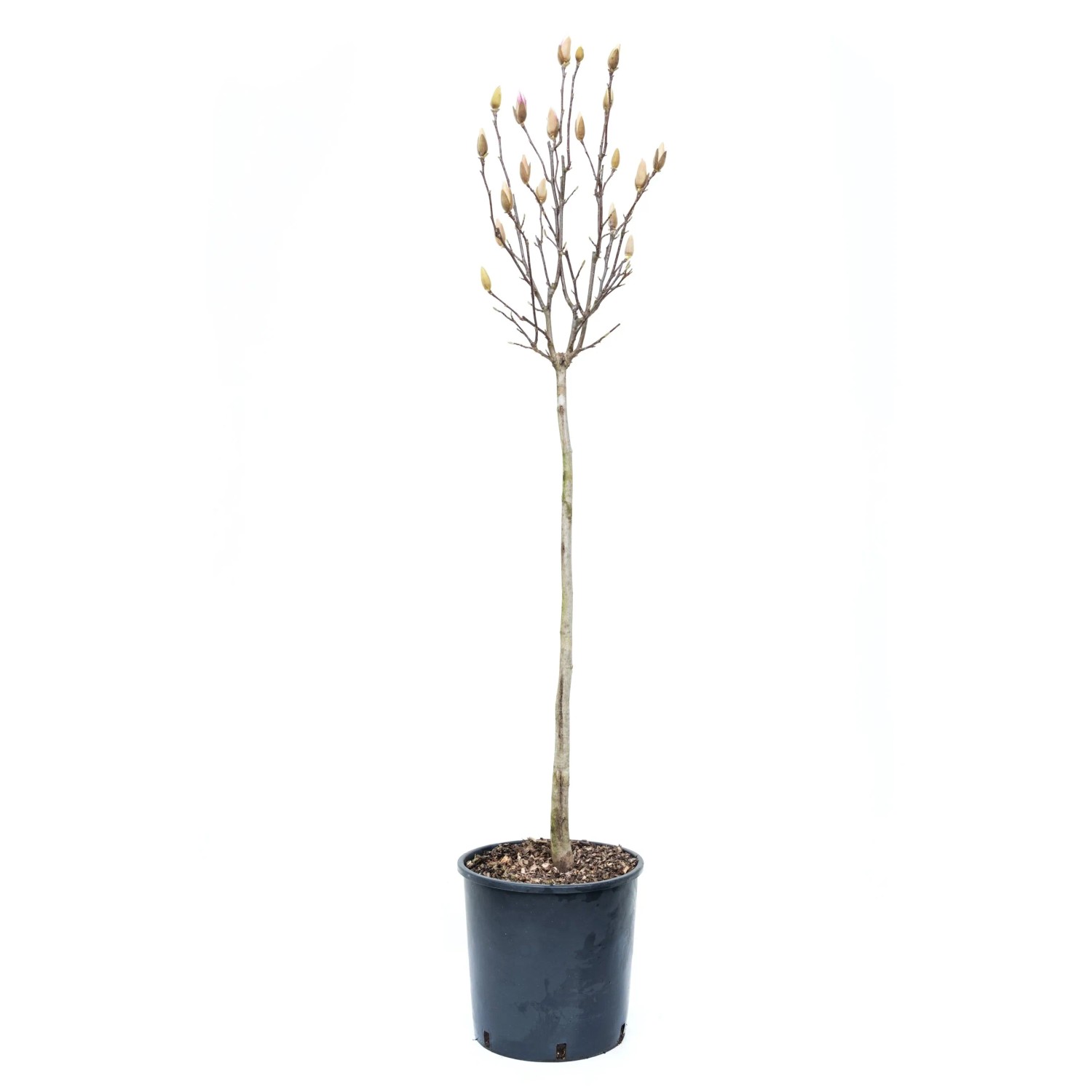 zimmerpflanzen wstenrose Adenium obesum | Wstenrose online kaufen