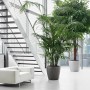 Lechuza Classico Premium Pflanzkübel, Ø 60 cm, anthrazit metallic, mit grünen Pflanzen im modernen Raum.