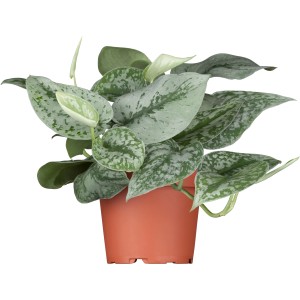 Efeutute (Scindapsus) im Topf, eine dekorative und pflegeleichte Zimmerpflanze mit grün-silbernen Blättern.