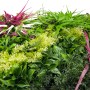 Jangal Modular Wall Dekor-Paneel Vivid Bloom: Dichte Mischung aus grünen und roten Kunstpflanzen für Wandgestaltung.