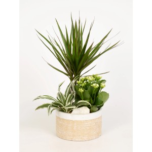 Bepflanzte Schale mit Flammendem Käthchen und Drachenbaum im Keramiktopf (Ø 18cm).