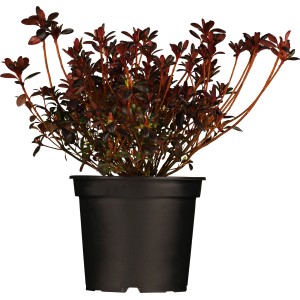 Japanische Azalee Maruschka Rot im Topf, ca. 20-25 cm hoch.