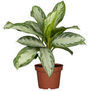 Kolbenfaden (Aglaonema) im Topf, ca. 40cm hoch, mit grün-silber gemusterten Blättern.