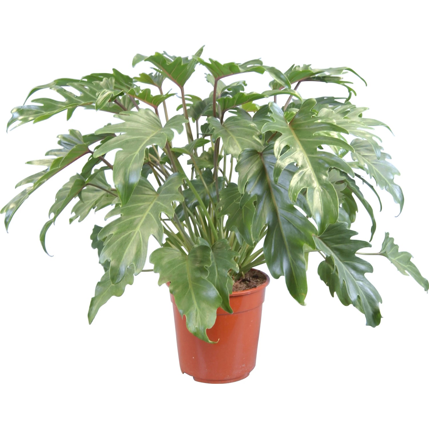 plant nicotiana Tobacco 'Langsdorff's Tobacco' seeds