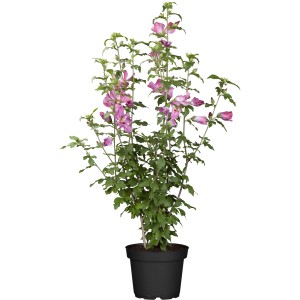 Blühender OBI Eibisch (Hibiskus) im Topf, rosa Blüten und grüne Blätter.