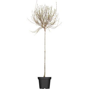 OBI Afghanischer Flieder Lila Höhe ca. 50 - 60 cm Topf ca. 3,5 l Syringa