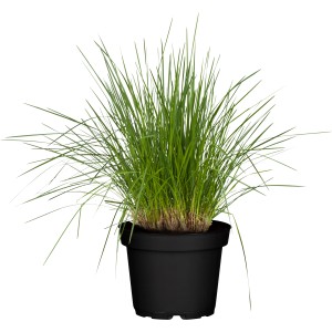 GROW by OBI Rasen-Schmiele Topf-Ø ca. 19 cm Ziergras Deschampsia cespitos