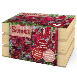 Austrosaat Blumenzwiebel-Mischung Hello Summer mit Dahlien, Lilien, Gladiolen und Calla in Burgunderrot.