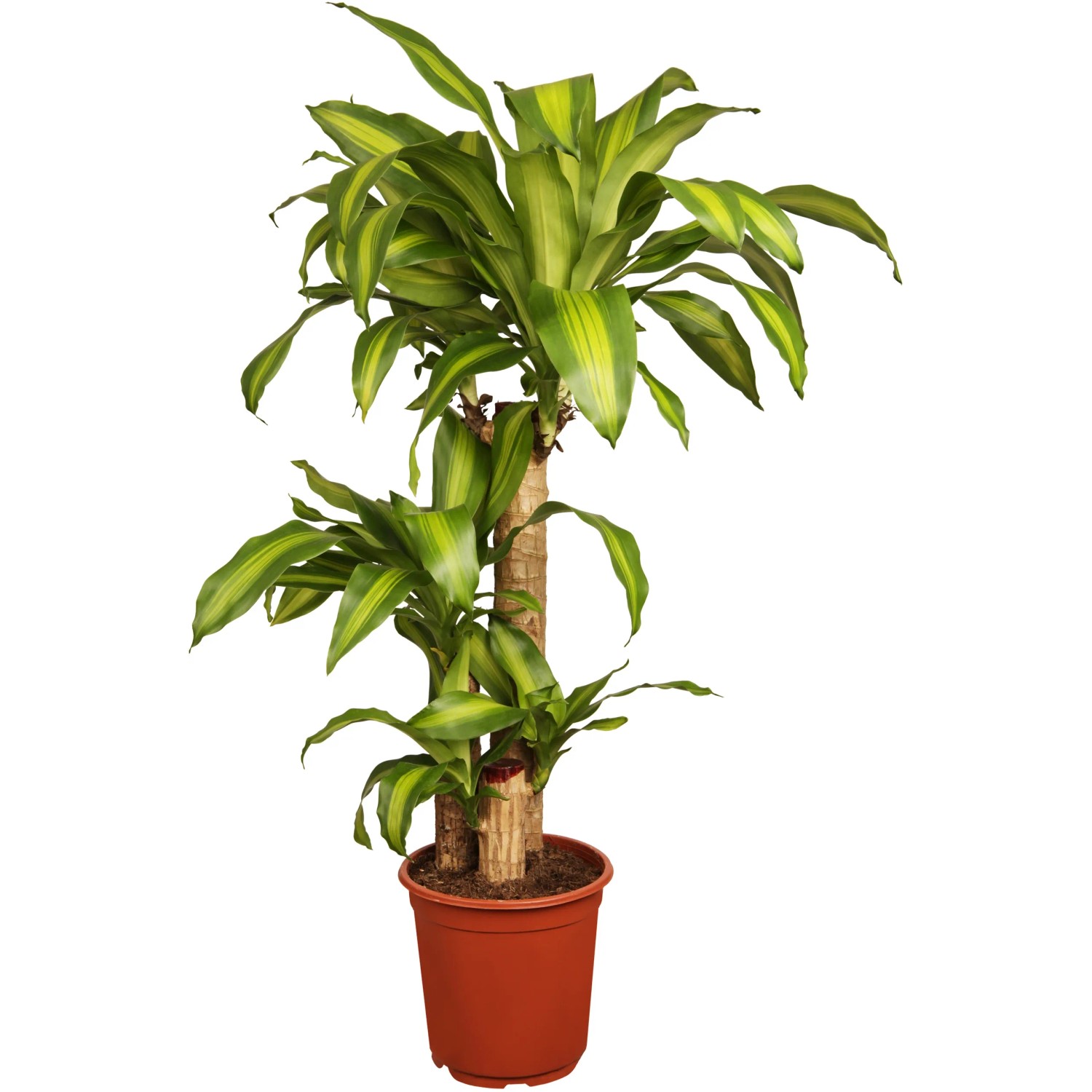 Drachenbaum "Massangeana" 2er Stamm Topf- ca. 17 cm Dracaena fragans  kaufen bei OBI